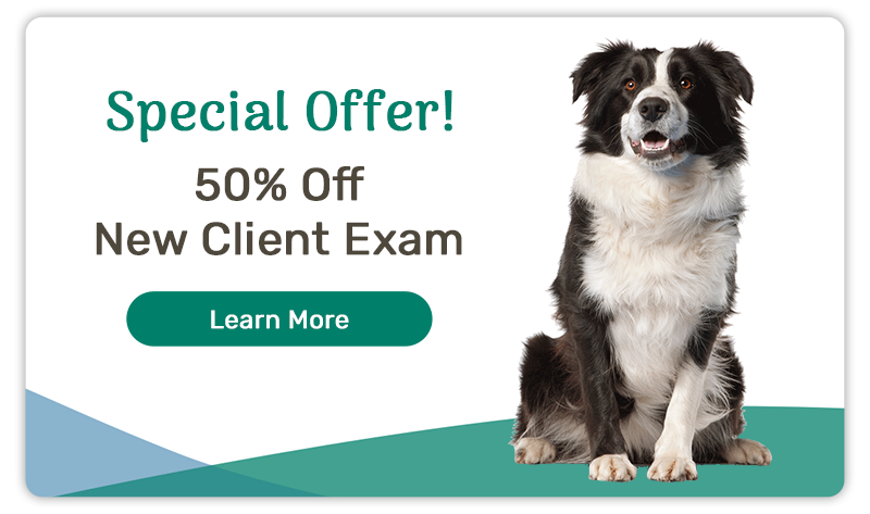 Special Offer! 50% Off New Client Exam!